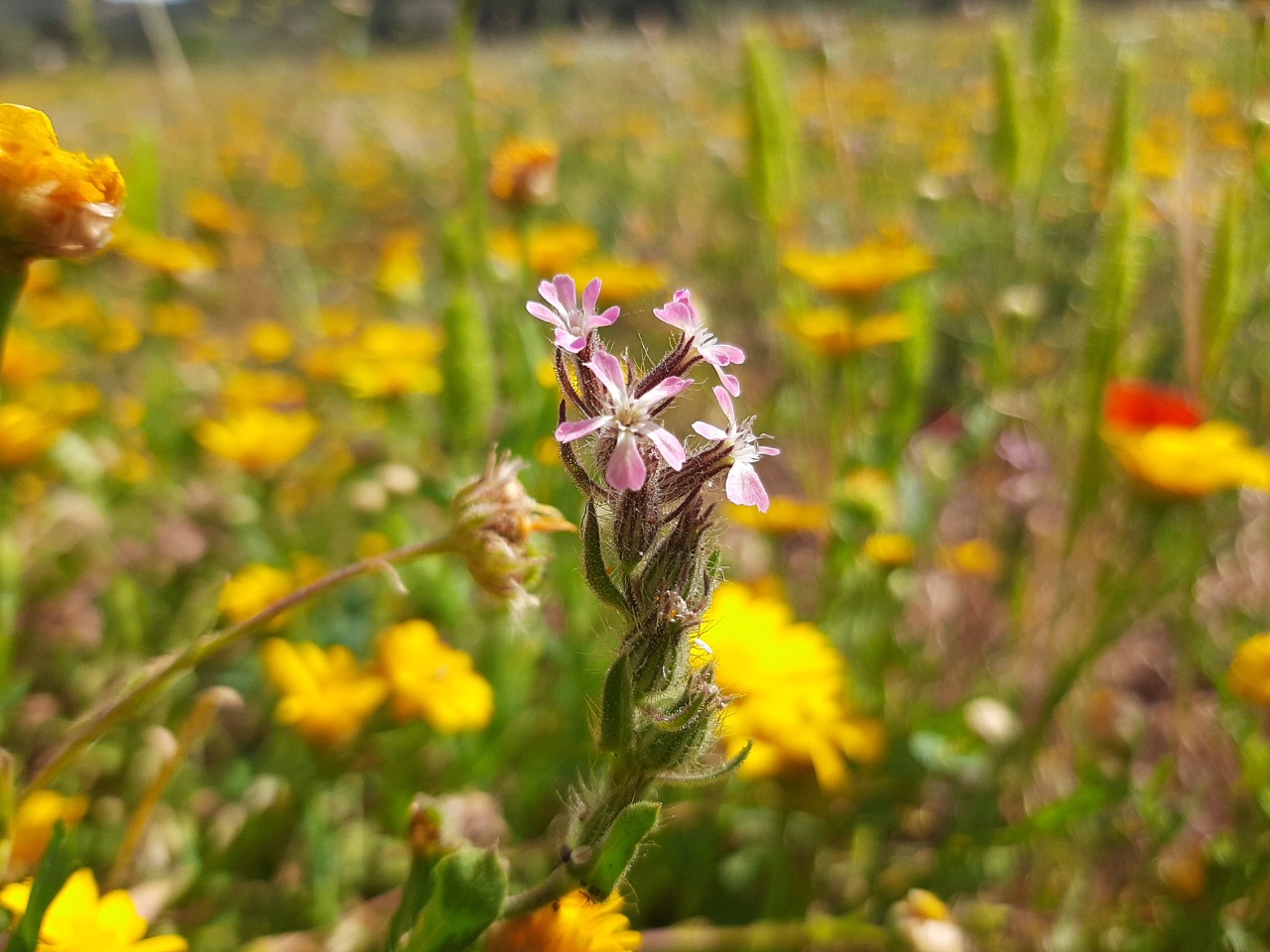 Silene gallica