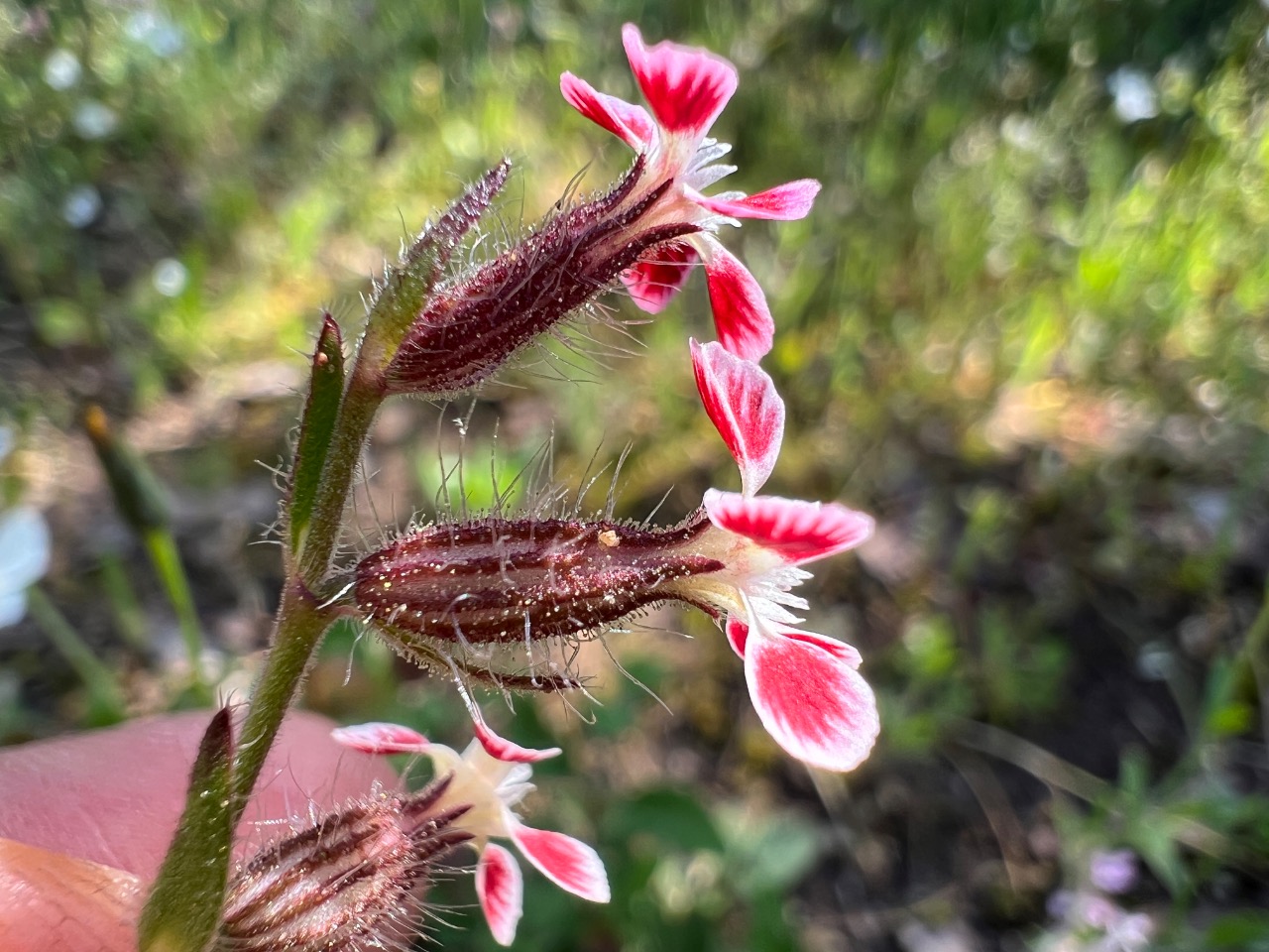 Silene gallica
