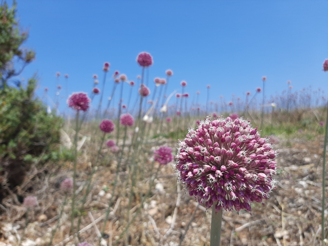 Allium ampeloprasum