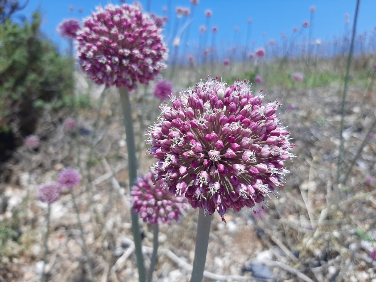 Allium ampeloprasum