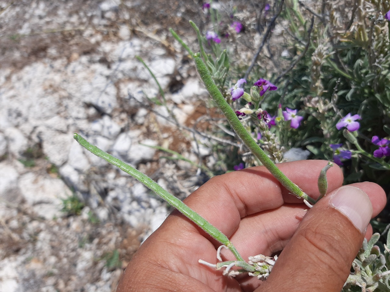 Matthiola sinuata