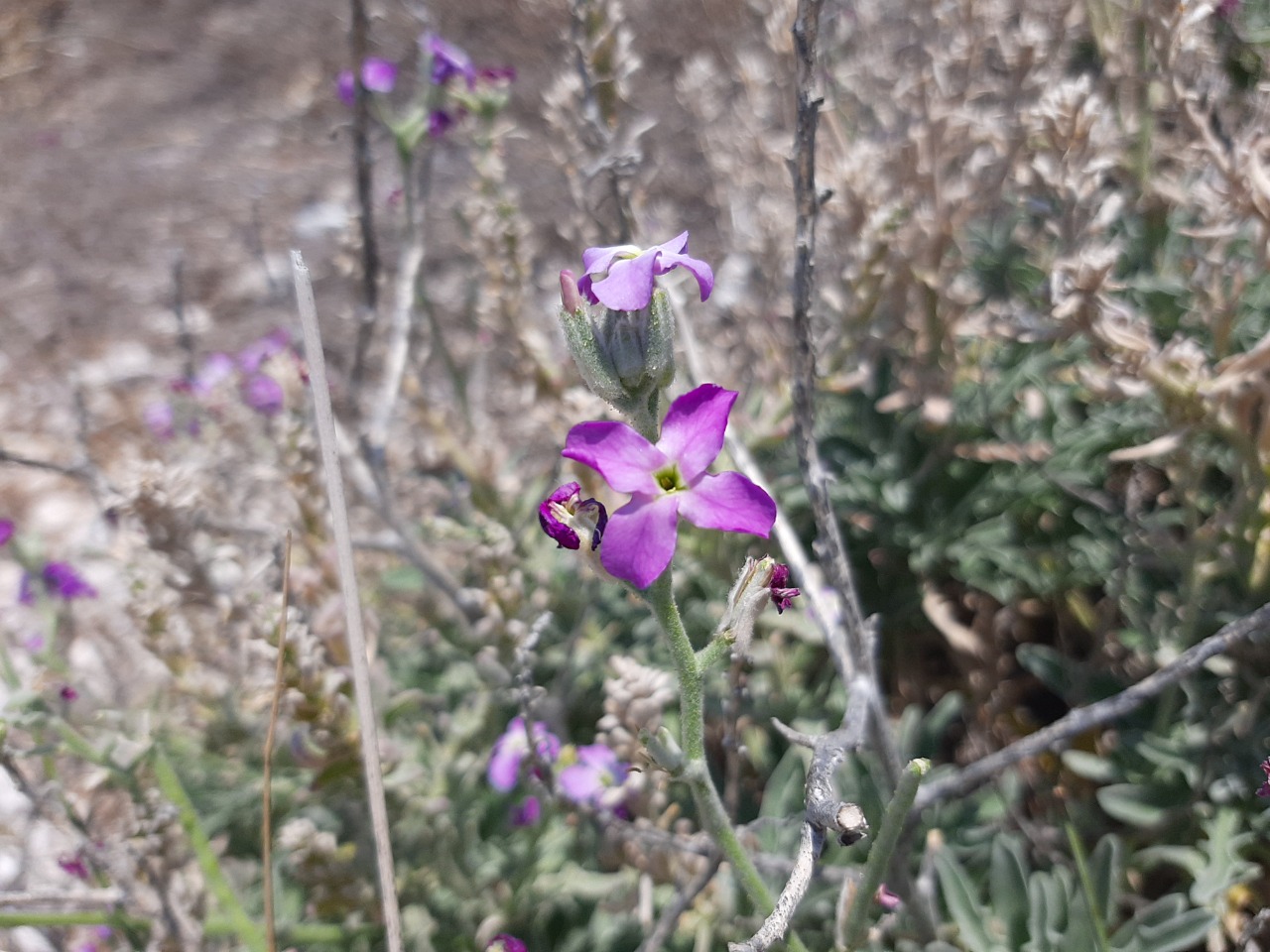 Matthiola sinuata