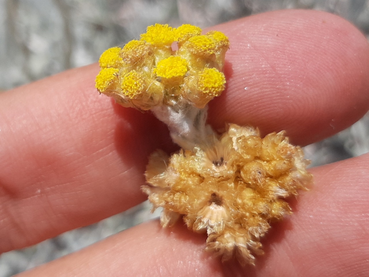 Helichrysum luteoalbum