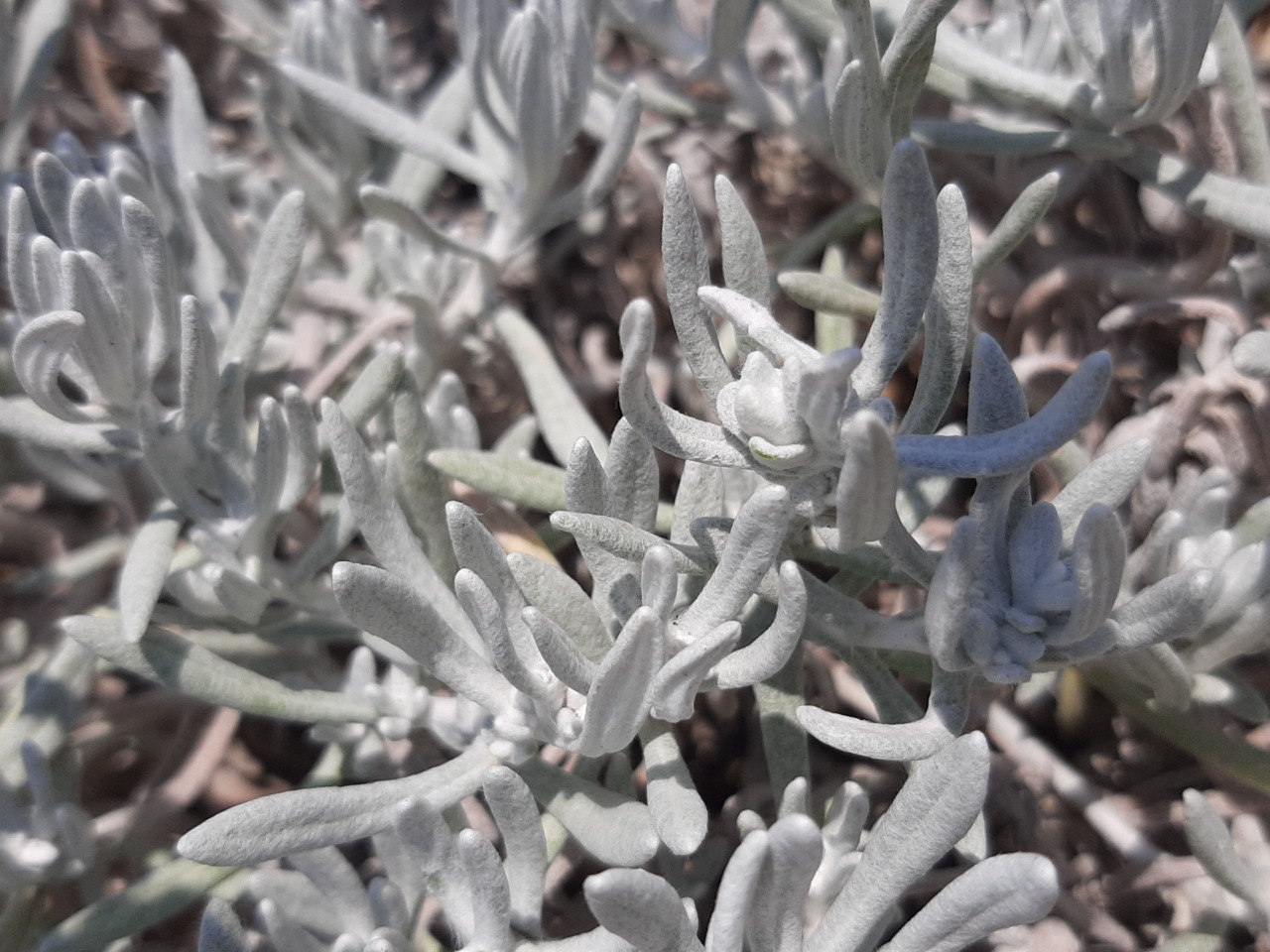 Helichrysum luteoalbum