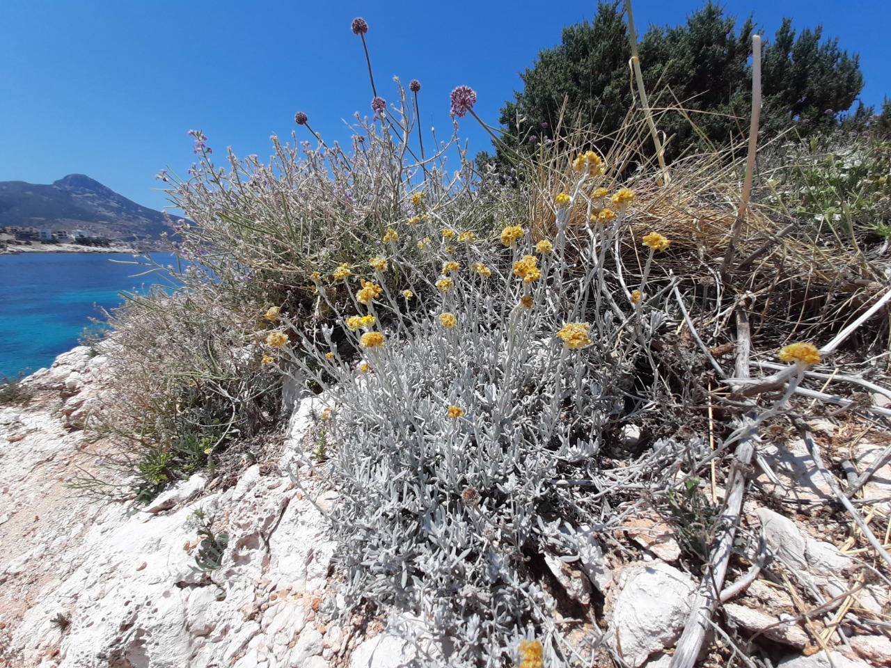 Helichrysum luteoalbum