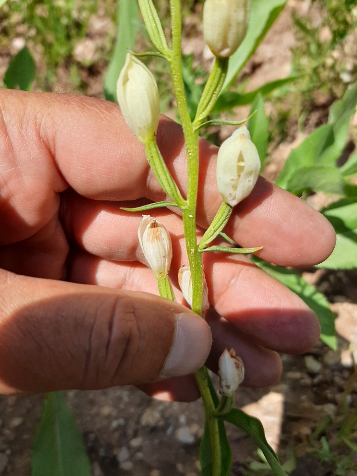 Cephalanthera longifolia