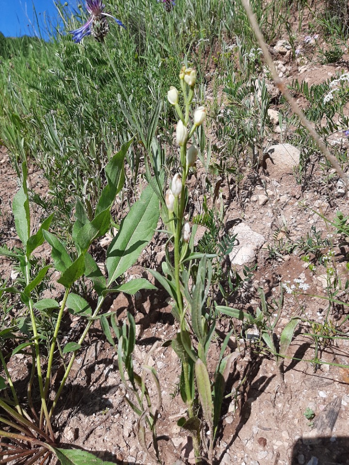 Cephalanthera longifolia