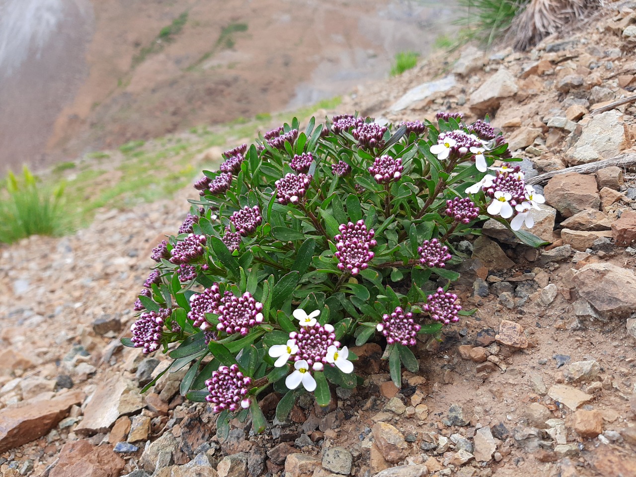 Iberis carnosa