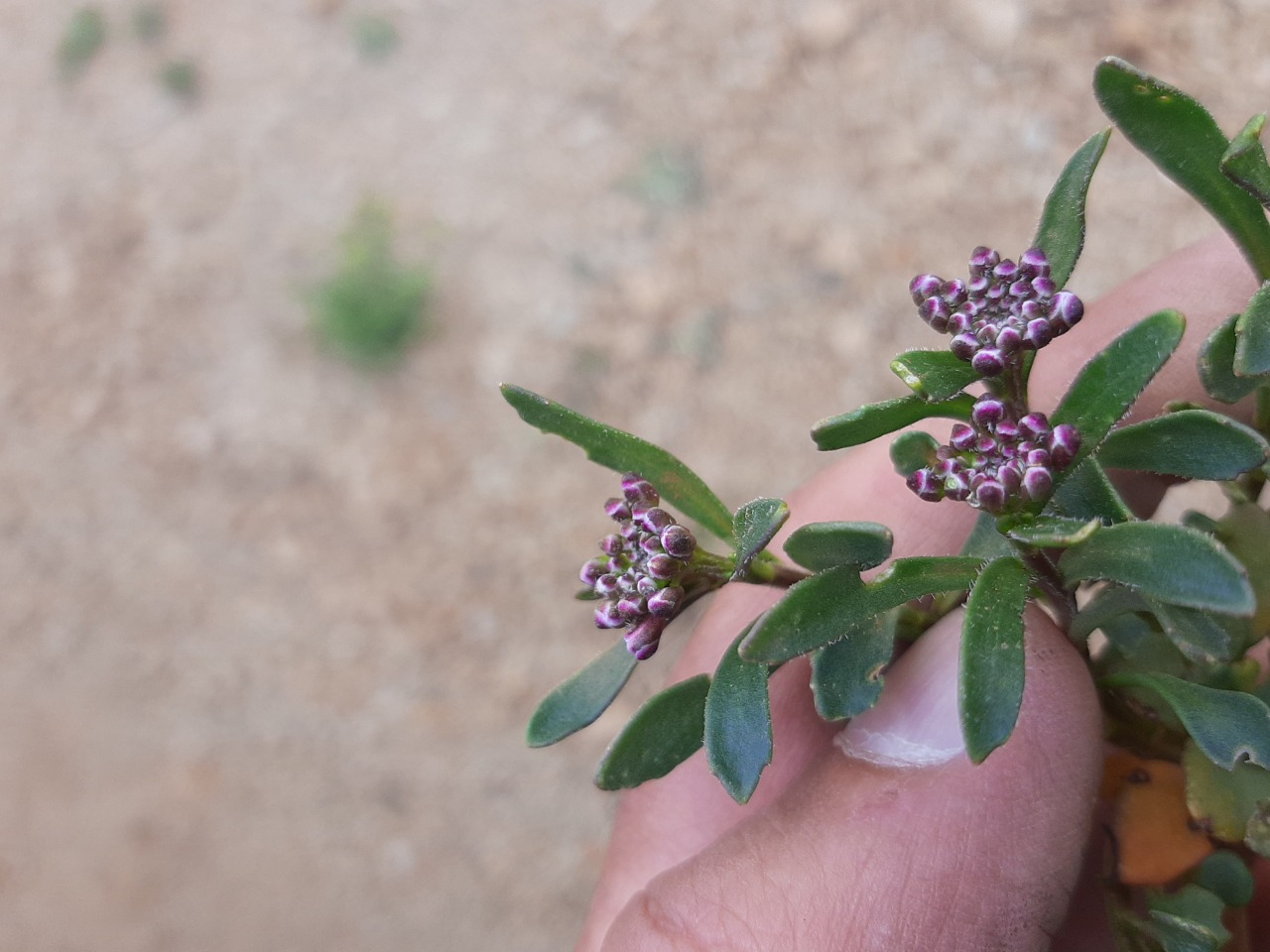 Iberis carnosa