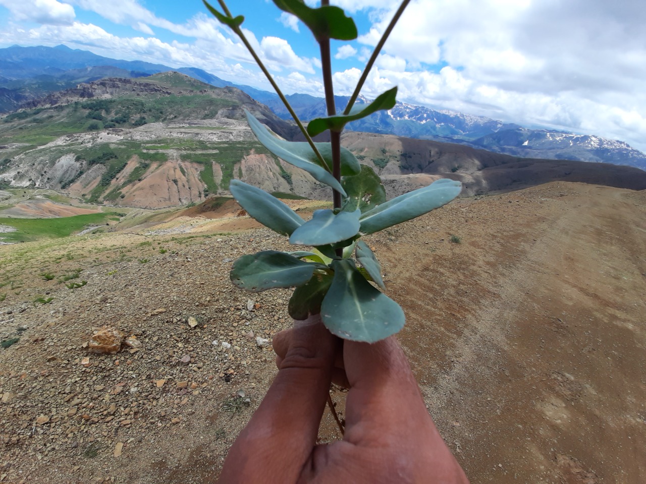 Isatis candolleana