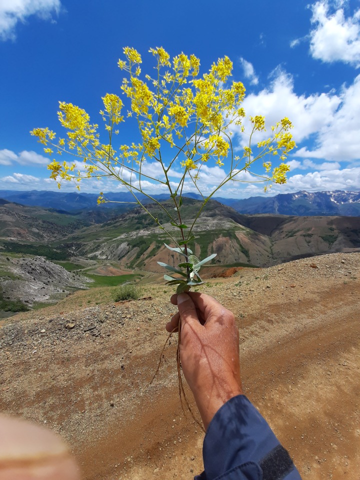 Isatis candolleana