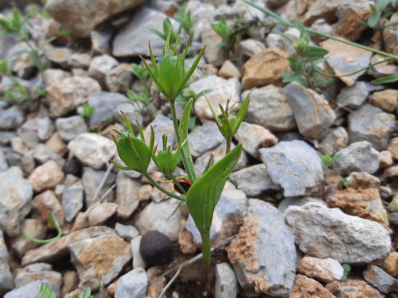 Gagea glacialis