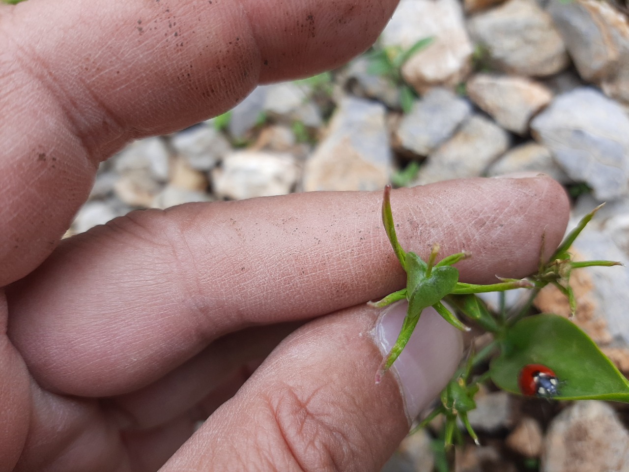 Gagea glacialis