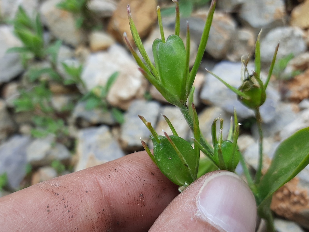 Gagea glacialis