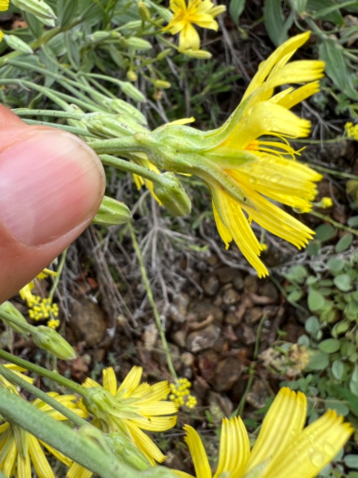 Scorzonera veratrifolia