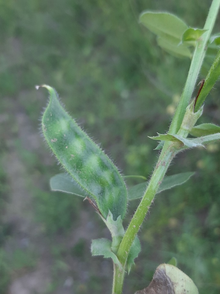 Vicia narbonensis