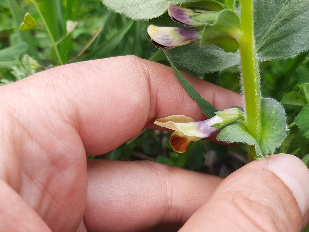 Vicia narbonensis