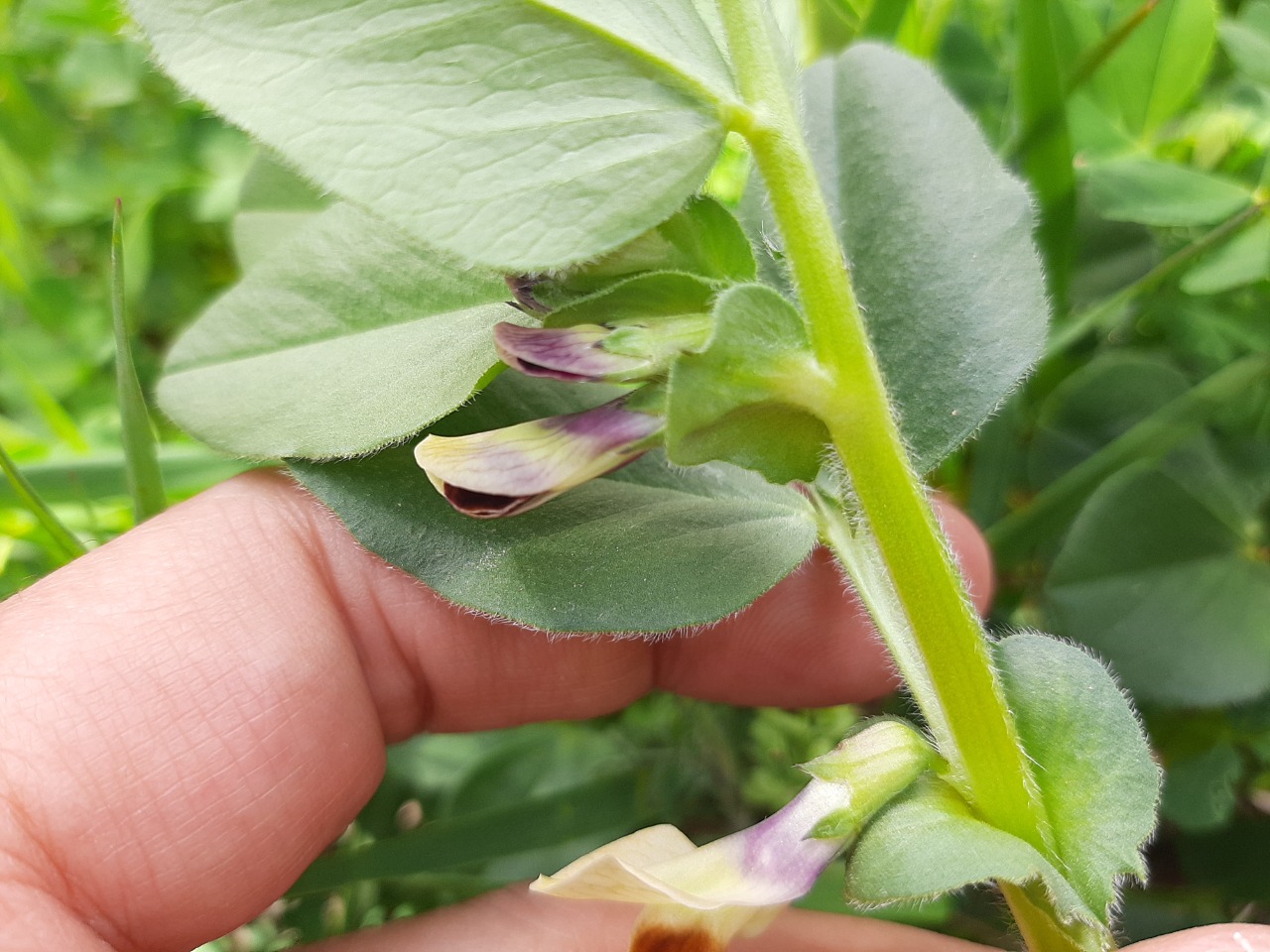 Vicia narbonensis