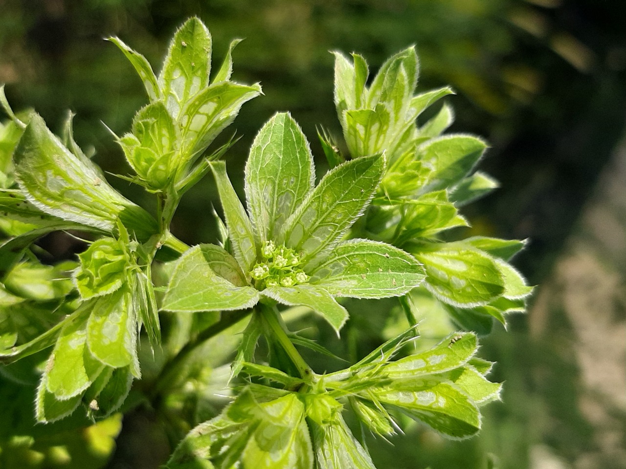 Actinolema macrolema