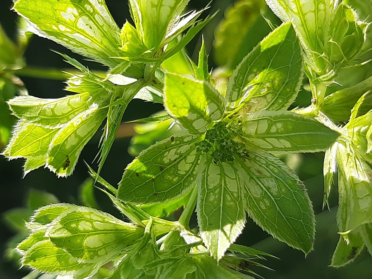 Actinolema macrolema