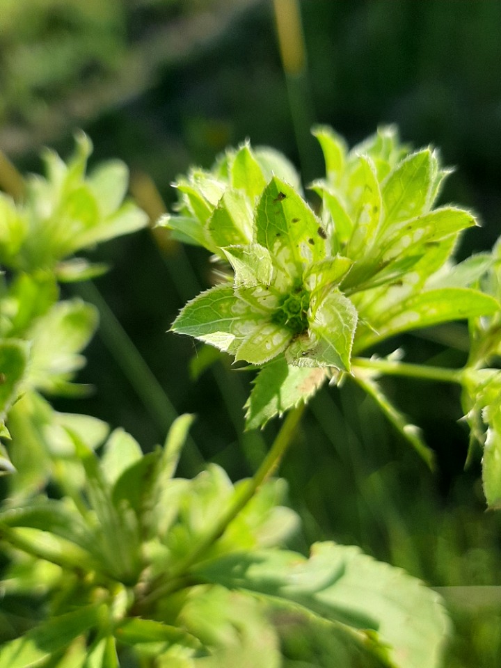 Actinolema macrolema