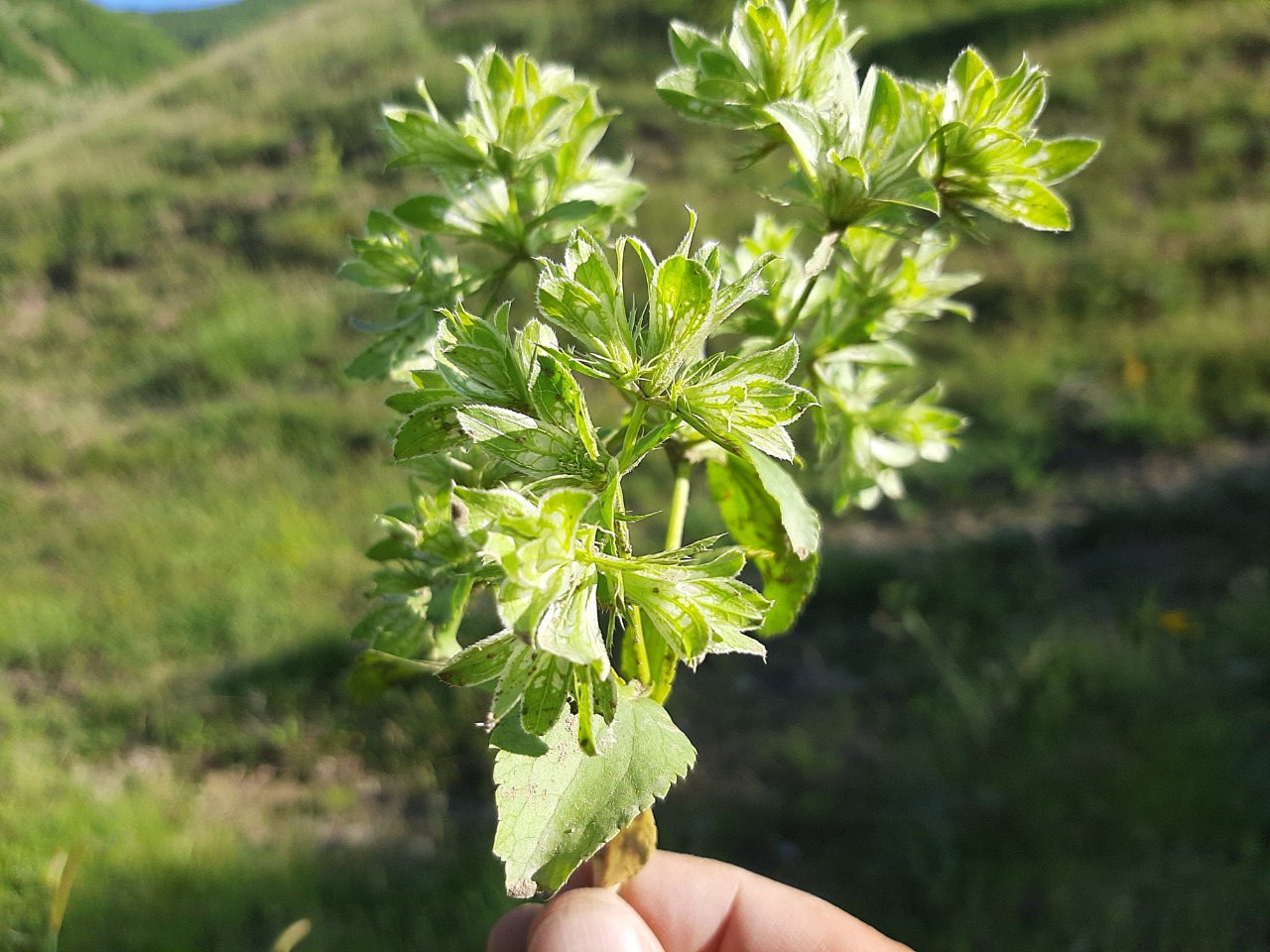 Actinolema macrolema