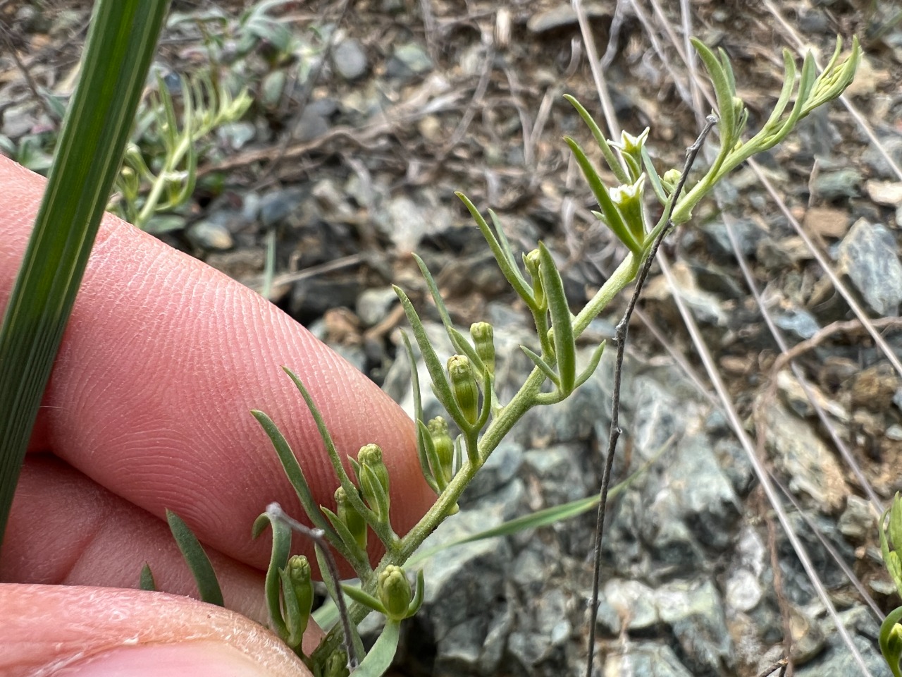 Thesium procumbens