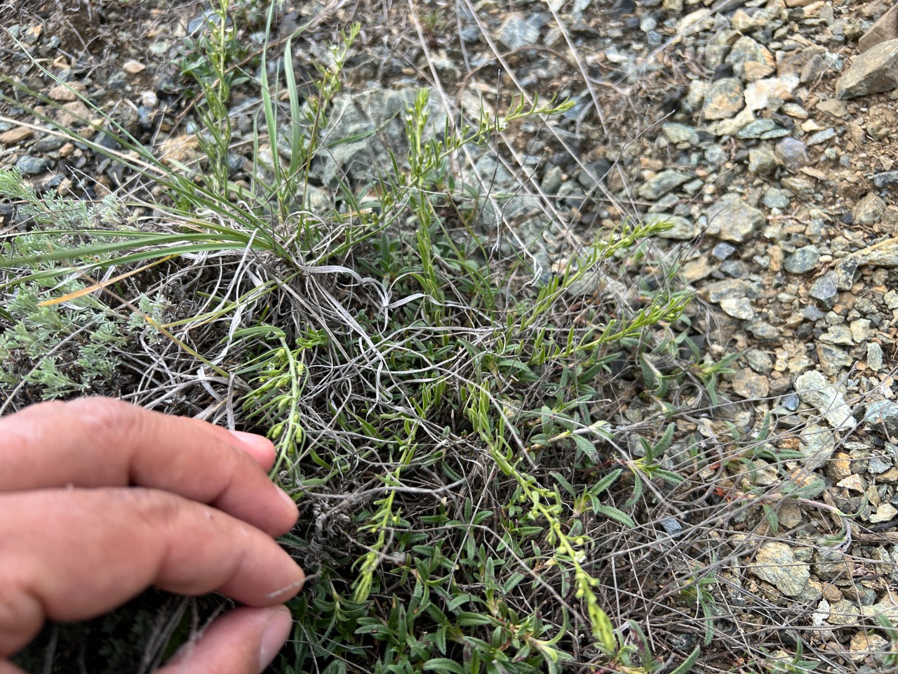 Thesium procumbens
