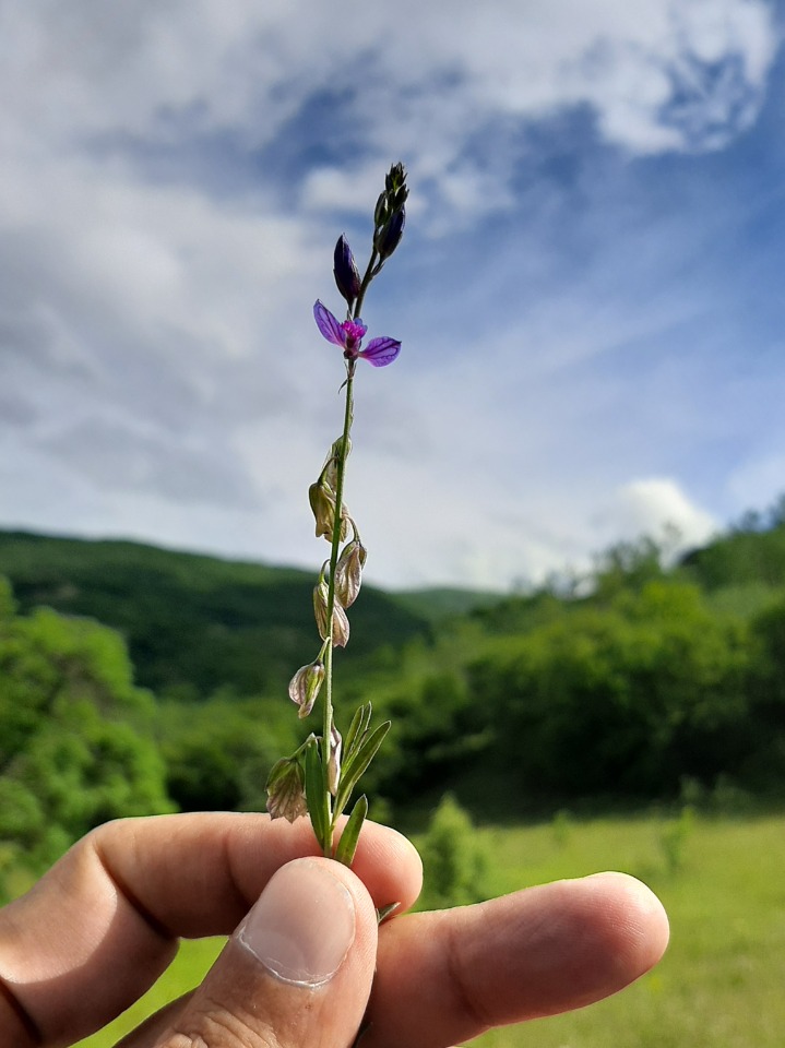 Polygala vulgaris