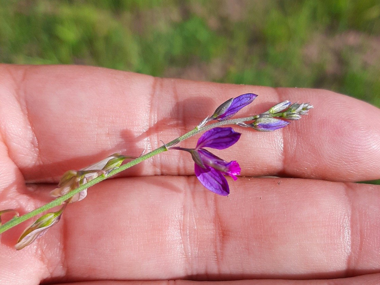 Polygala vulgaris