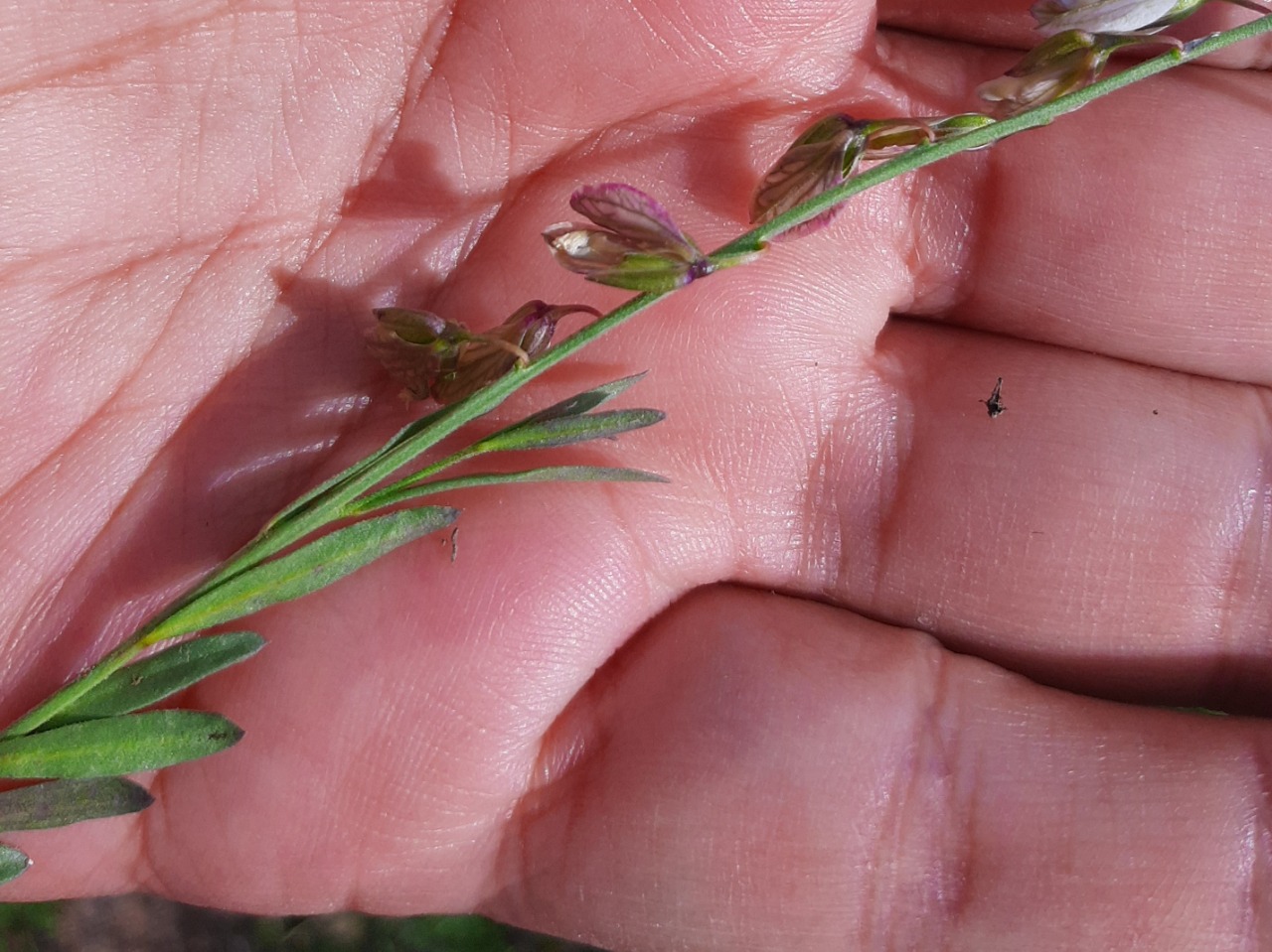 Polygala vulgaris