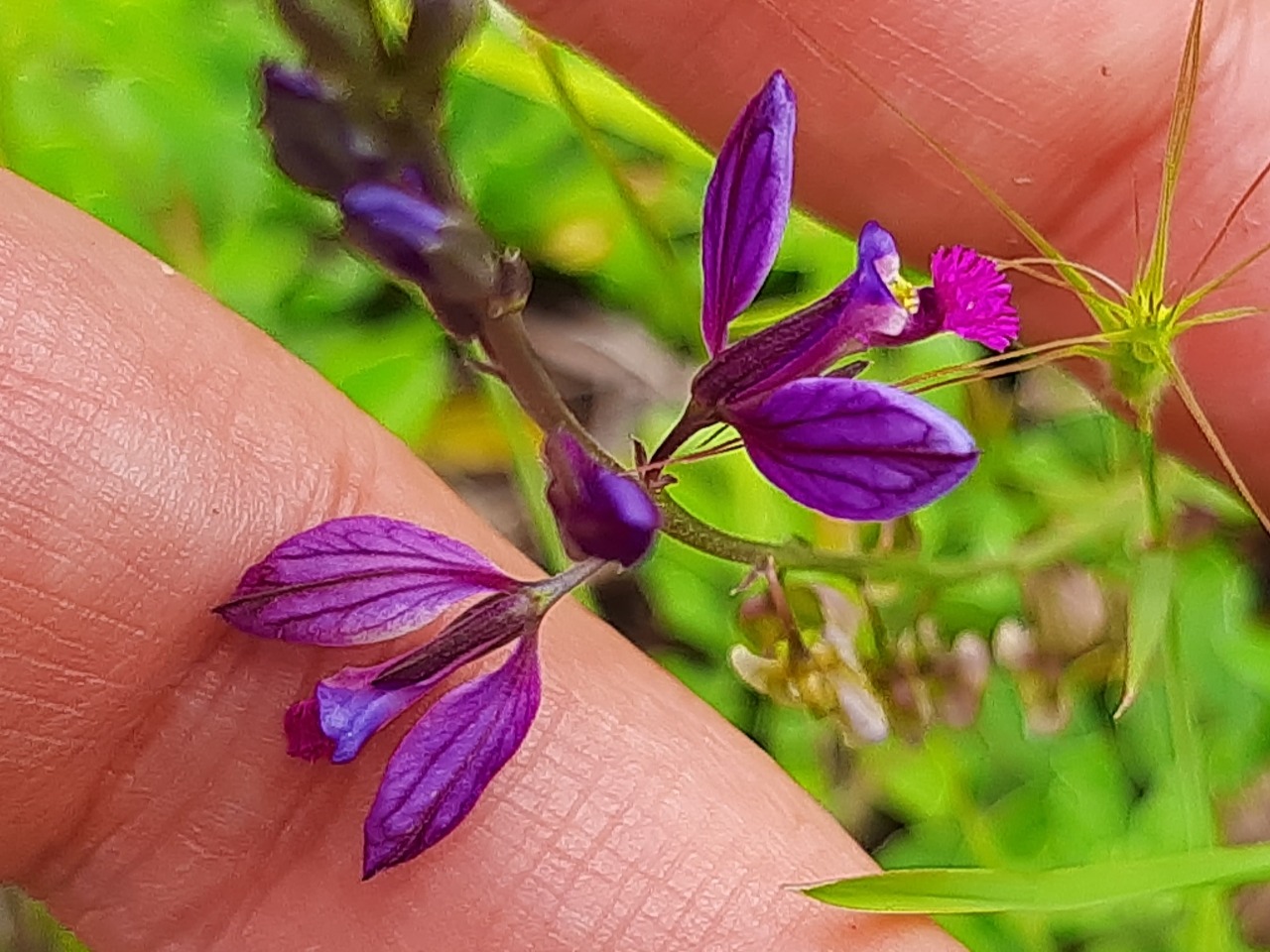 Polygala vulgaris