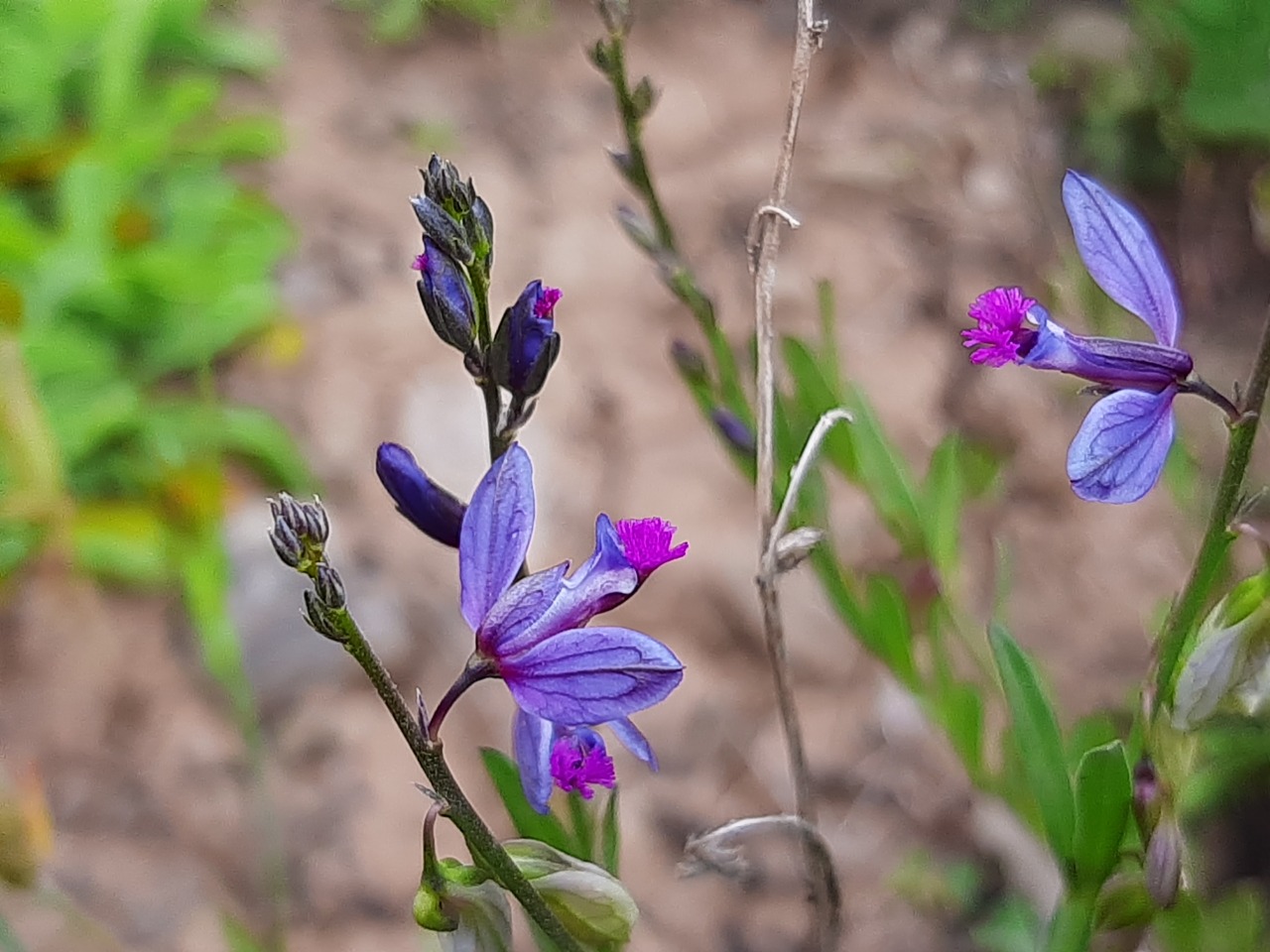 Polygala vulgaris