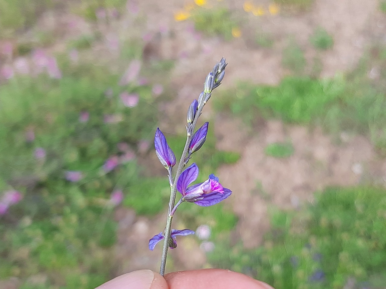 Polygala vulgaris