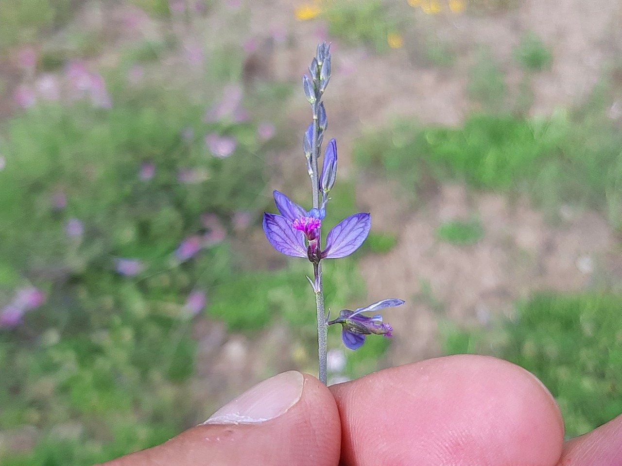 Polygala vulgaris