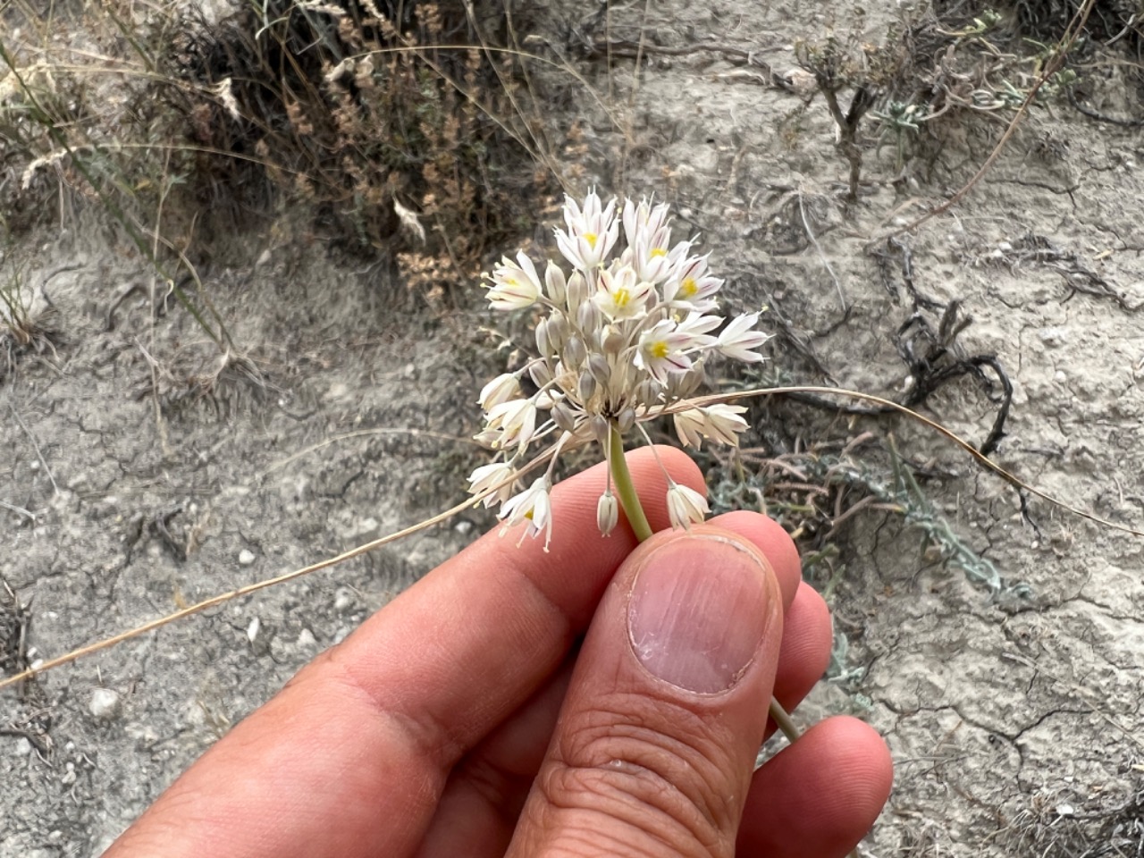 Allium rupestre