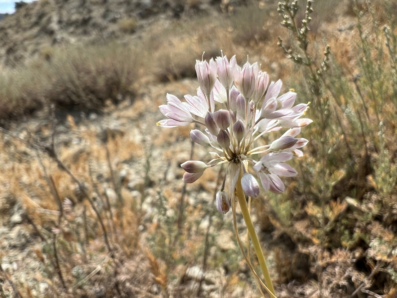 Allium rupestre