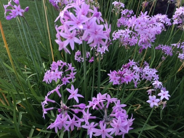 Tulbaghia violacea