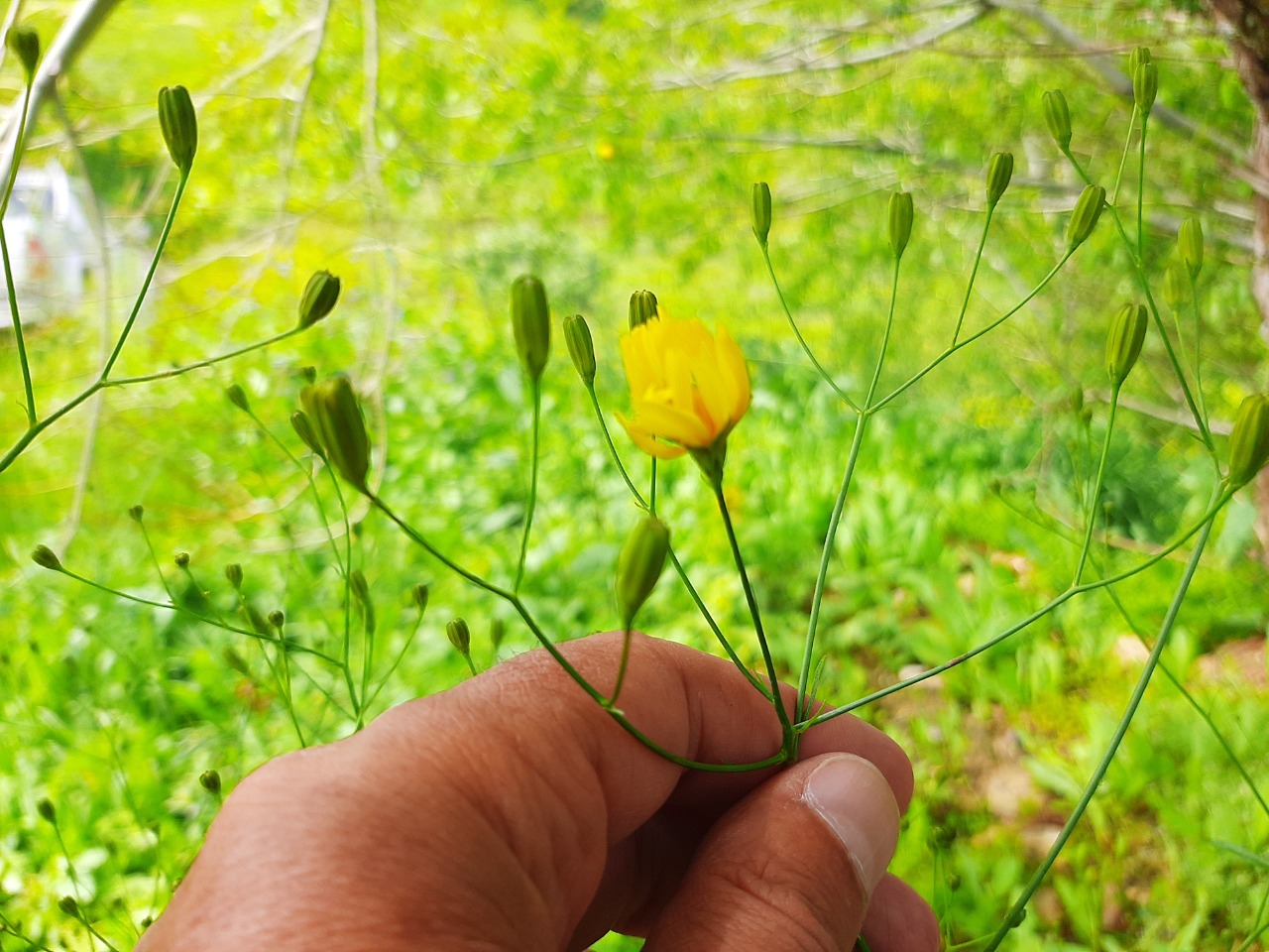 Crepis pulchra