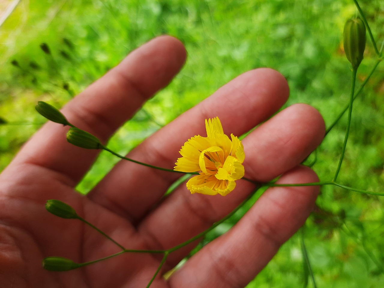 Crepis pulchra