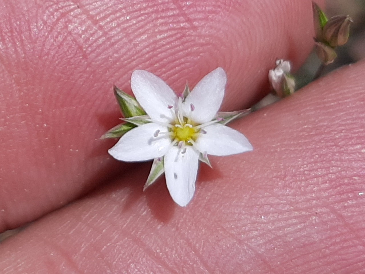 Minuartia anatolica