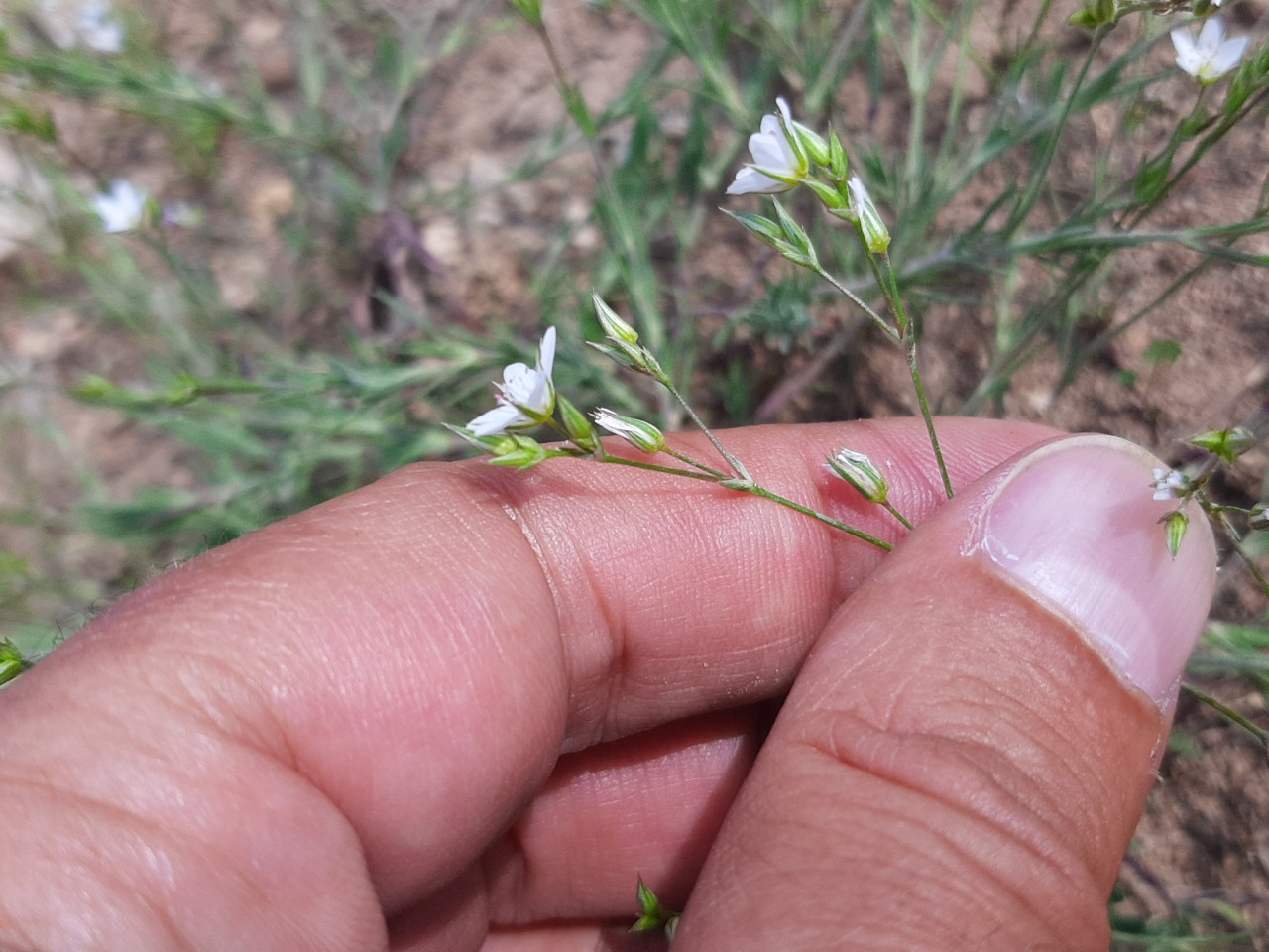 Minuartia anatolica