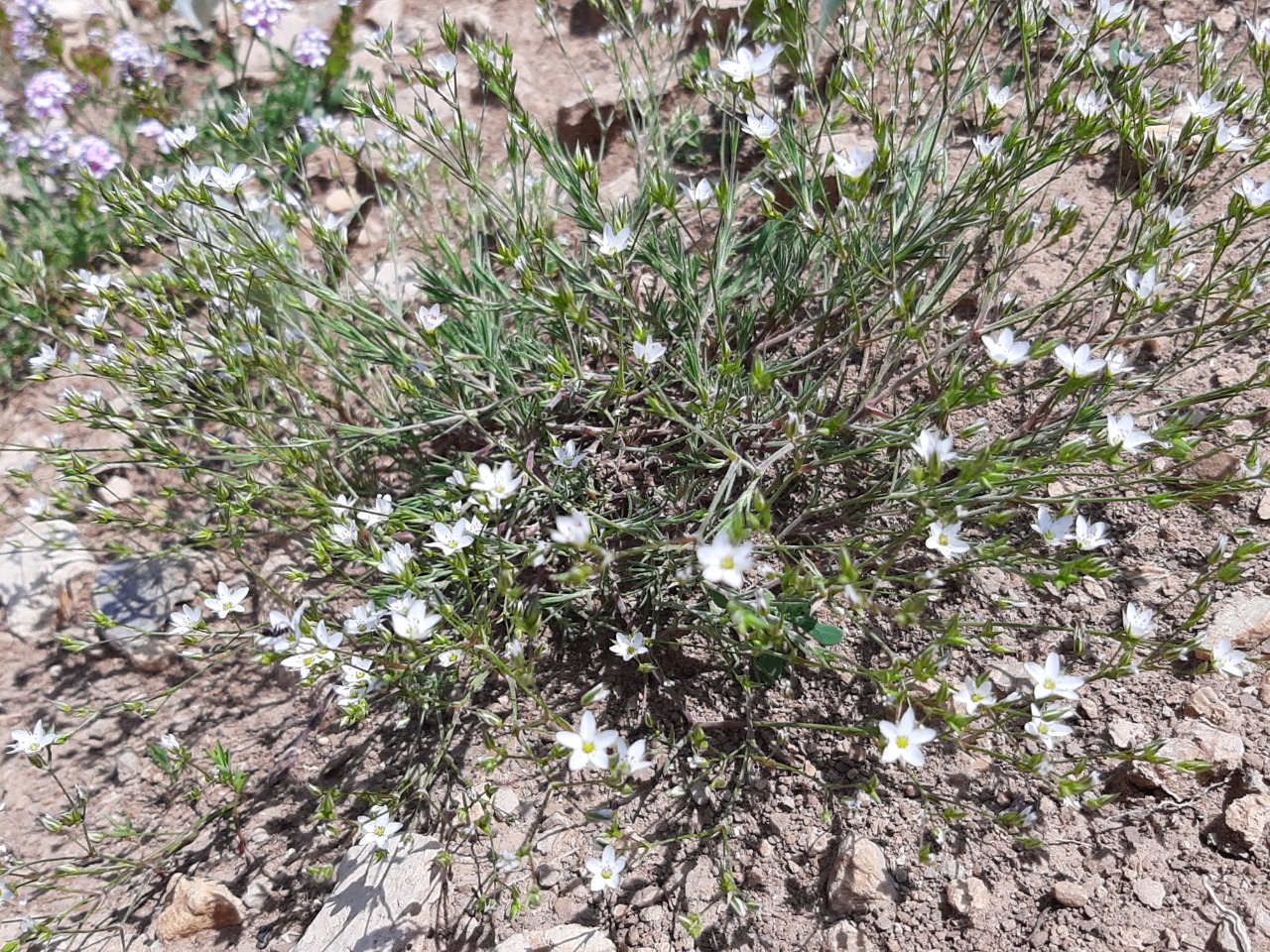 Minuartia anatolica