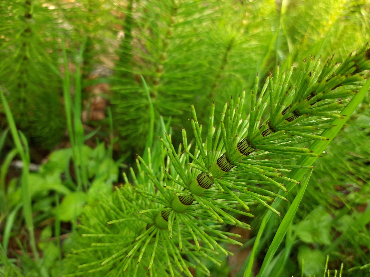 Equisetum giganteum