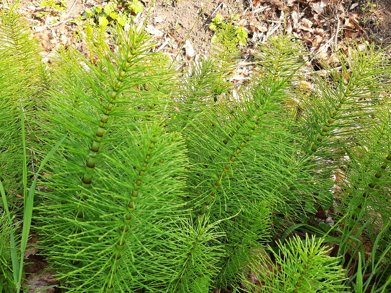 Equisetum giganteum