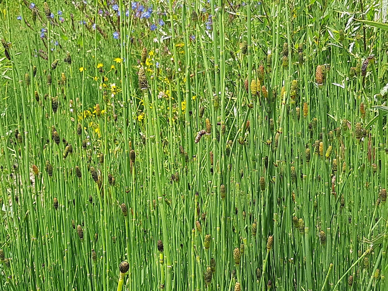 Equisetum giganteum