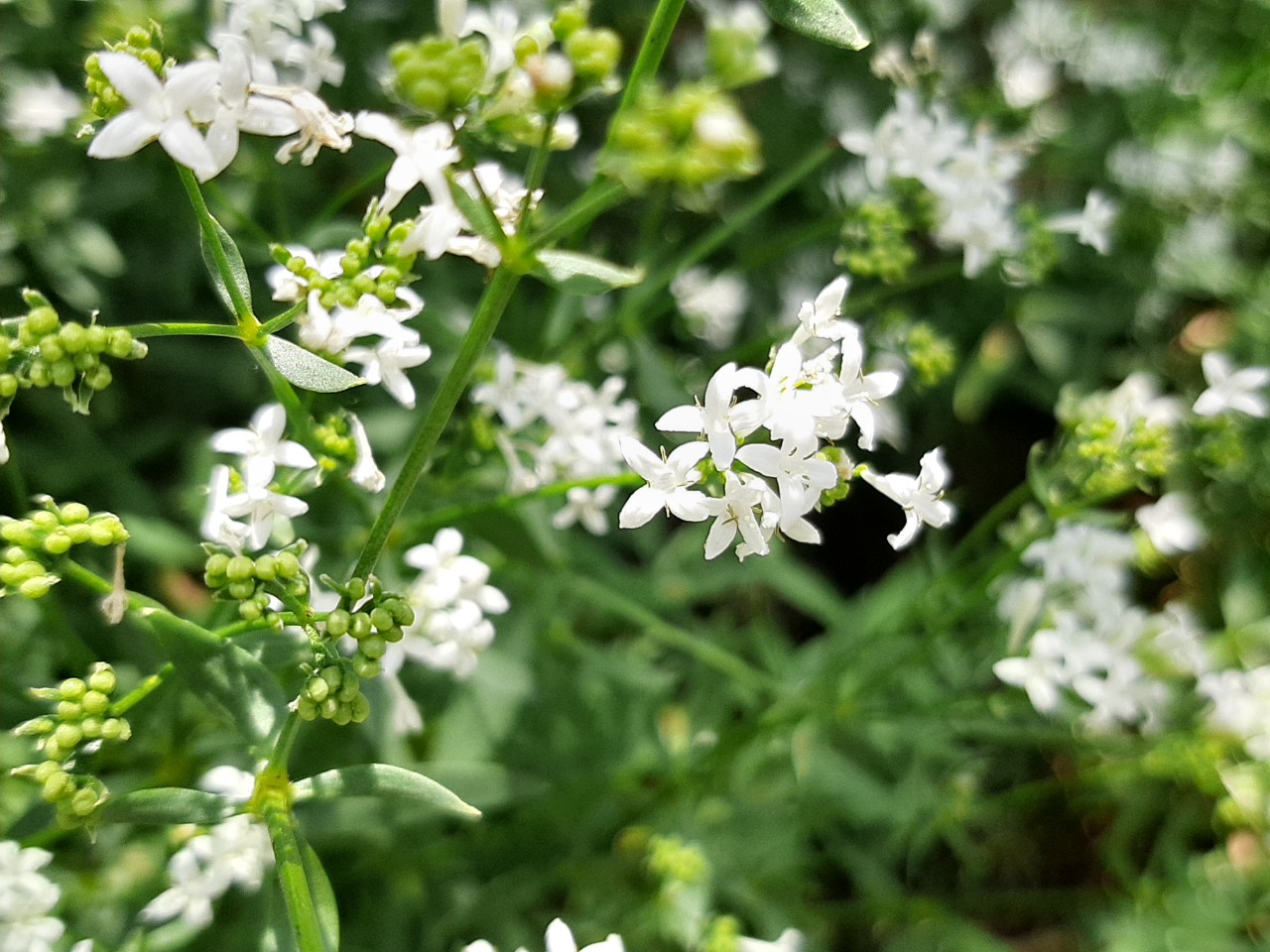 Galium boreale