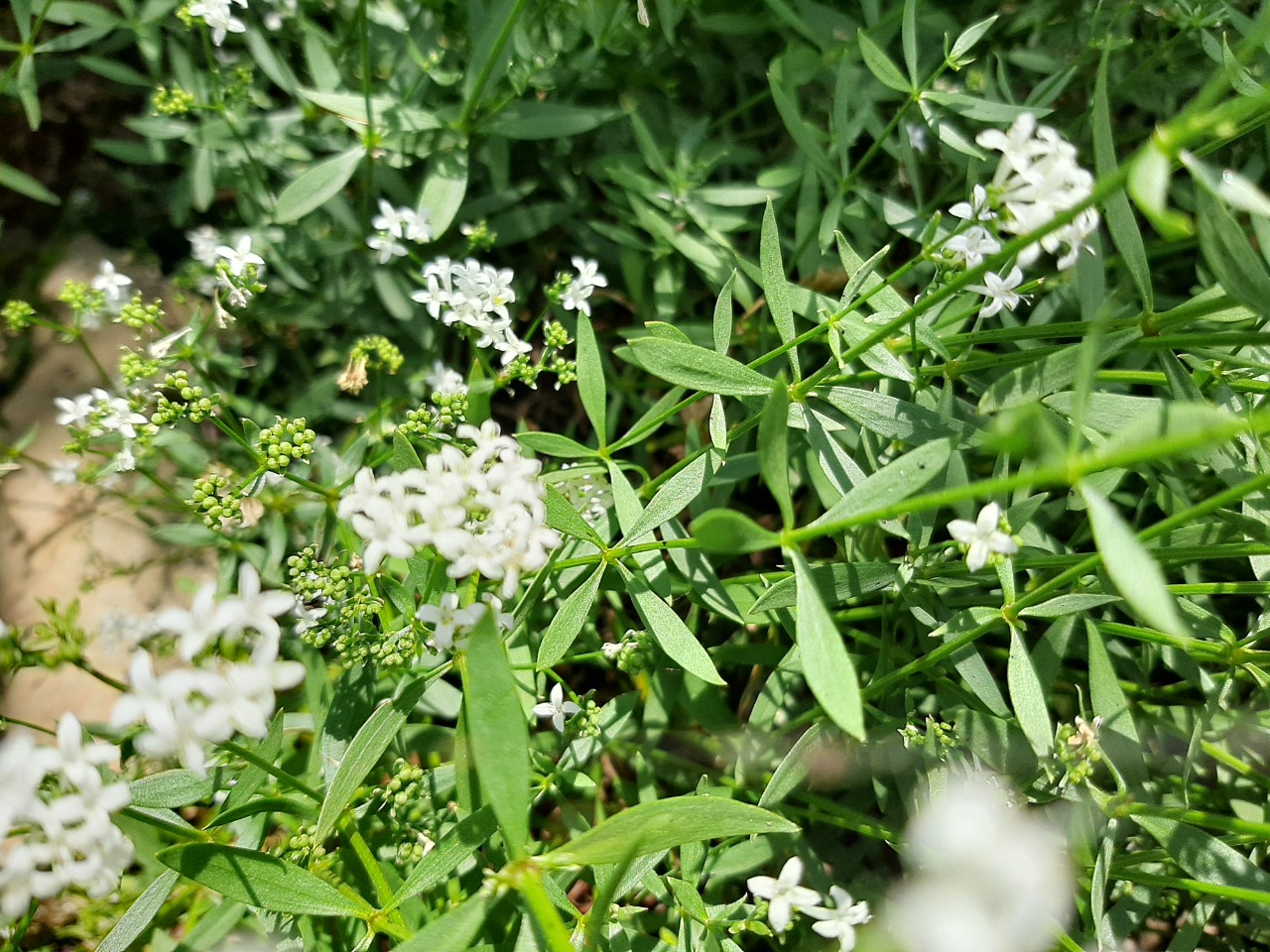 Galium boreale