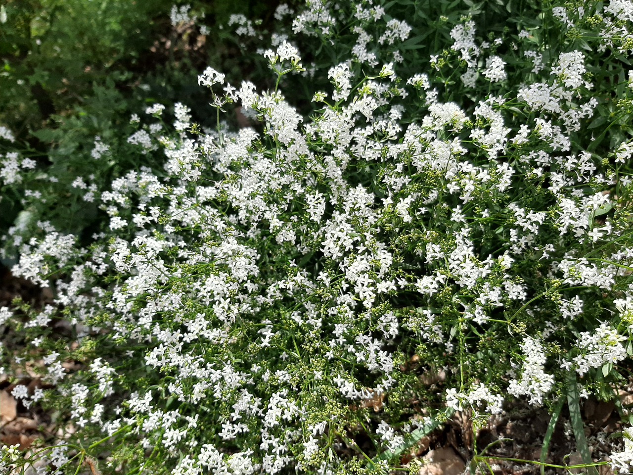 Galium boreale