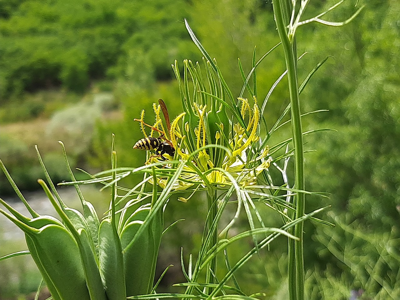 Nigella oxypetala